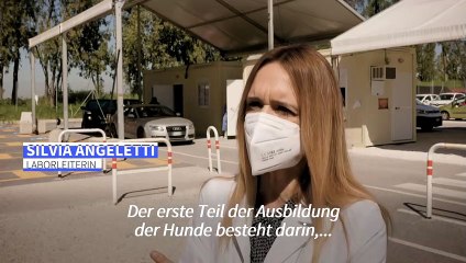 Hunde erschnüffeln das Coronavirus