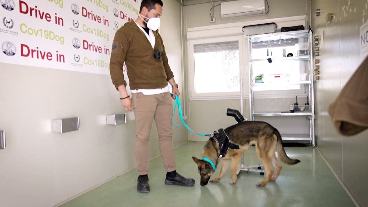 Hunde erschnüffeln das Coronavirus