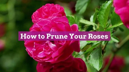 How to Prune Your Roses