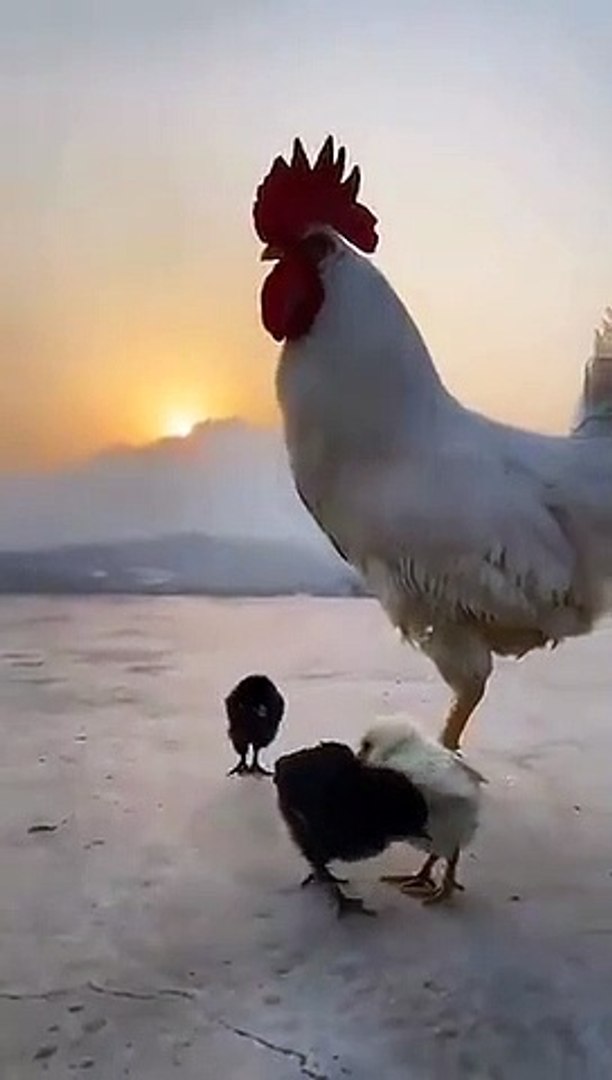 Best videos, Top videos, Viral videos Funny videos no. 05