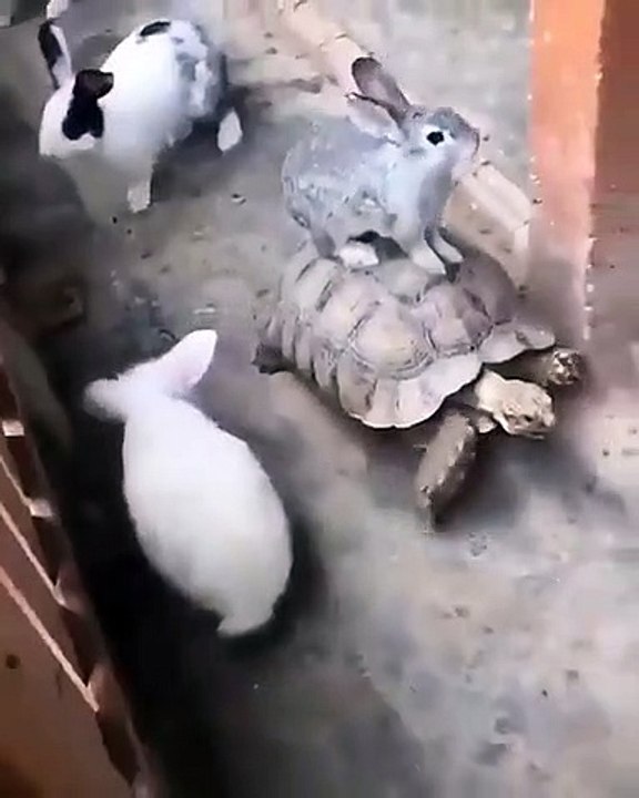 Best videos, Top videos, Viral videos Funny videos no. 07