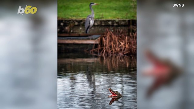 A Scare in a Small UK Pond When a Tiny Take Alligator Mysteriously Appears