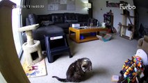 Pet Camera Accidentally Throws Treat onto Cats Back