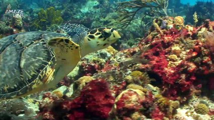 Half of These Could Disappear By 2100 Thanks to Climate Change