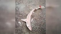 İzmit Körfezi'nde balıkçı oltasına camgöz köpekbalığı takıldı