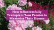 How to Successfully Transplant Your Peonies to Maximize Their Blooms