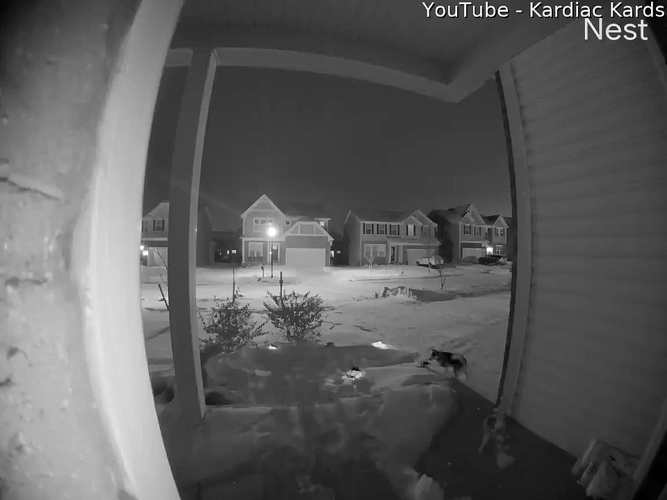 Nimble Dog Leaves Owners in the Snow