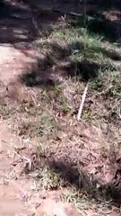 way to our humble farm