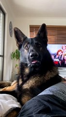 Doggy Makes for A Great  Undercover Cop