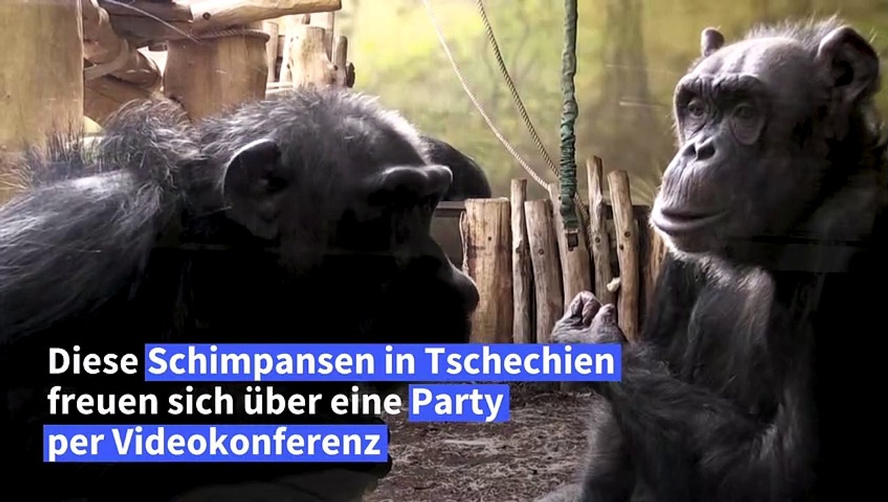 Zoom-Party für Zoo-Affen gegen den Lockdown-Blues