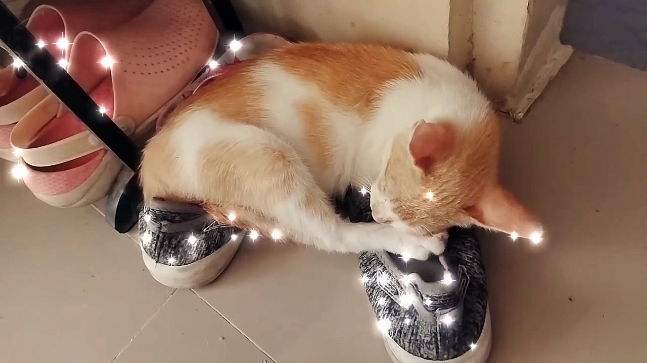 Babies