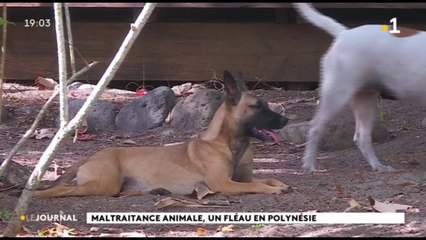 Huahine : une chienne a été tuée, transpercée par 2 flèches