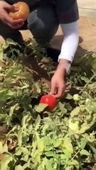 harvest lang ng kamates