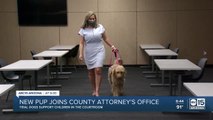Maricopa County Attorney's Office training fourth dog to help children through trial process