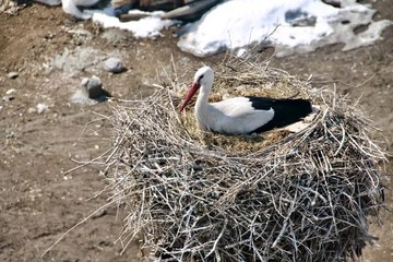 Ağrı'da baharın müjdeleyicisi leyleklerden gökyüzü dansı