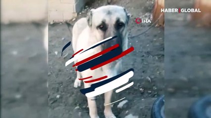 Erzurum'da bir acayip olay: Köpeğim dile geldi, 'Benim adım Ejder' dedi