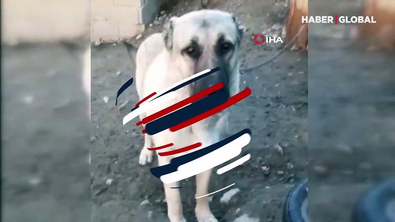 Erzurum'da bir acayip olay: Köpeğim dile geldi,...