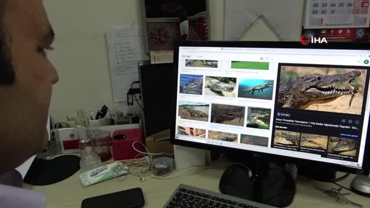 "Eski Türkçe"de çok ilginç hayvan isimleri: Kedi 'çetük', kelebek 'baybayuk'