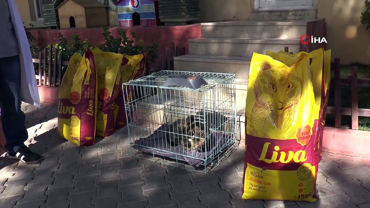 Kediye eziyet eden vatandaşı kedi maması bağışı karşılığında affetti