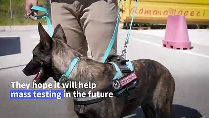 Italian researchers train sniffer dogs to detect Covid-19