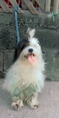 our Harley