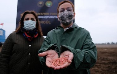 Konya Ovası'na susuz tarım için 'Sorgül' buğdayı