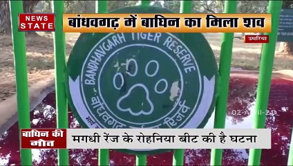 Madhya Pradesh : उमरिया के बांधवगढ़ में मिला बाघिन का शव, देखें रिपोर्ट