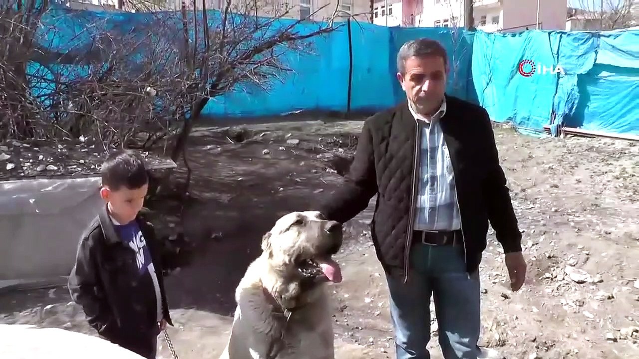 Türkiye'nin sonu gelmeyen haberi: Bu köpek konuşuyor!