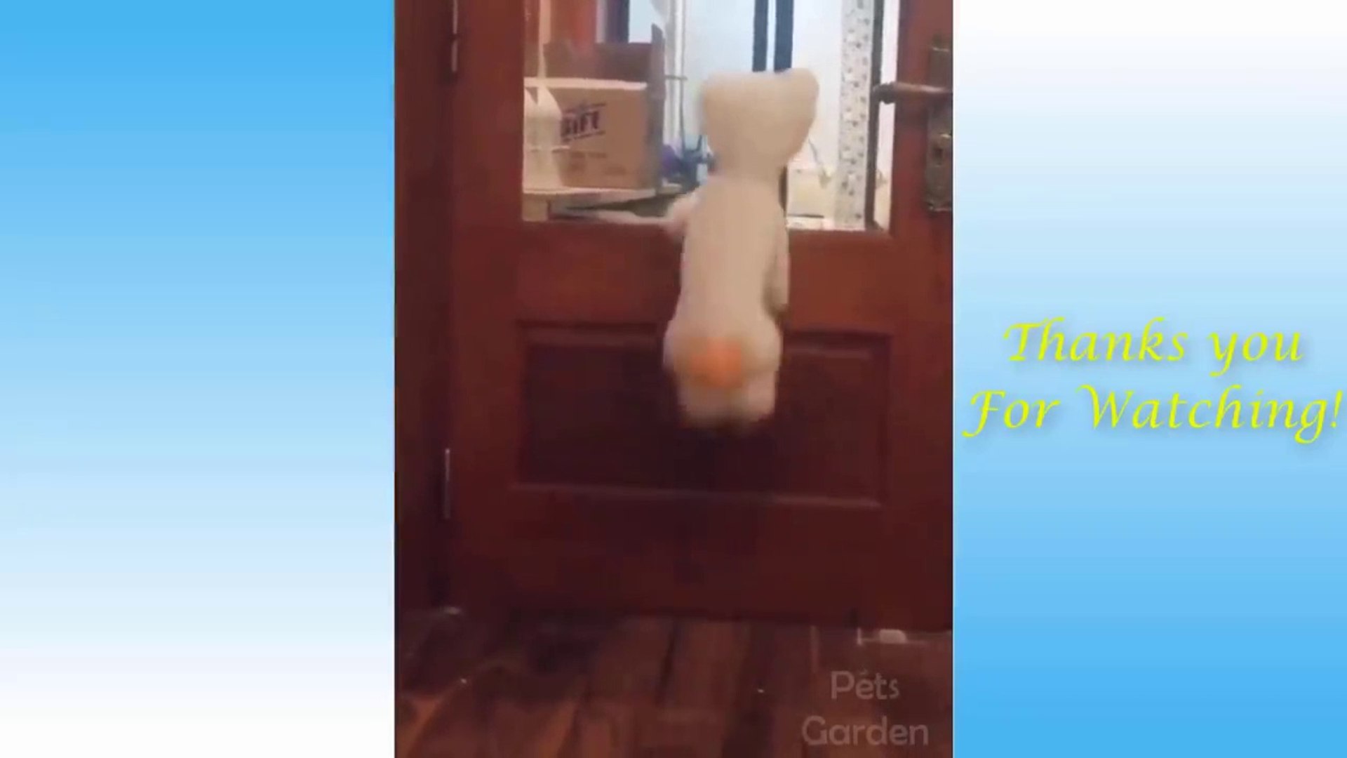 ⁣Cute Pets And Funny Animals Compilation  - Pets Garden