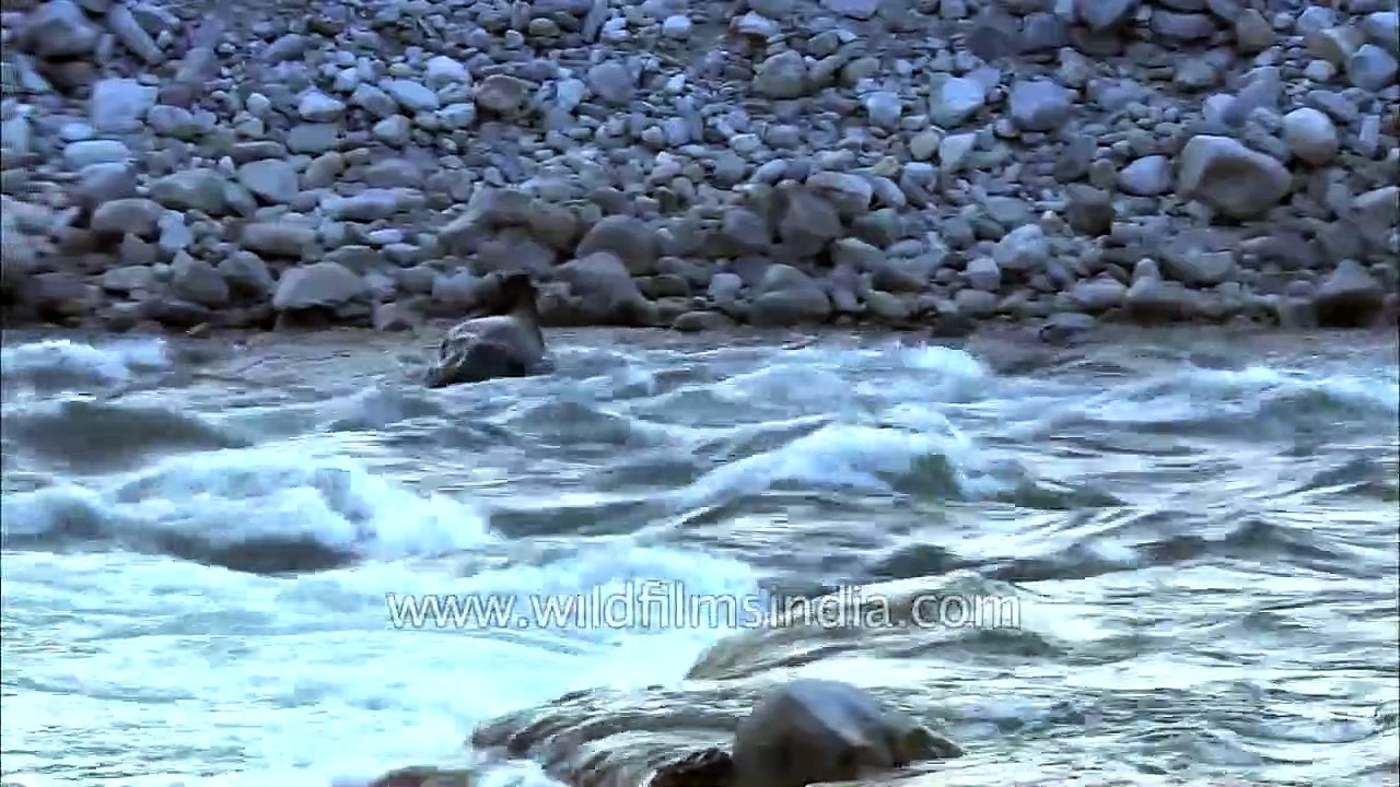 Cows can swim_ Survival Struggles - River crossing by cattle