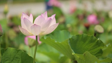 Natural Beauty of Flowers Garden With Soothing Relaxation Music