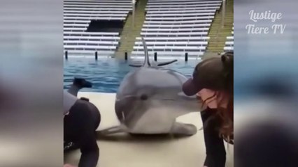 OMG Super Cute Best Funny Cats and Dogs Compilation | bf