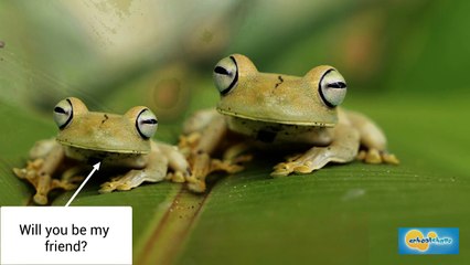 Frogs H Prof eavesdrop