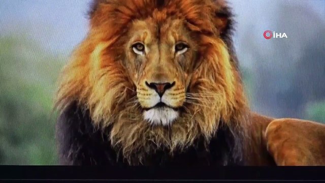 Eski Türkçe De Çok İlginç Hayvan İsimleri: Kedi ‘Çetük', Kelebek ‘Baybayuk’