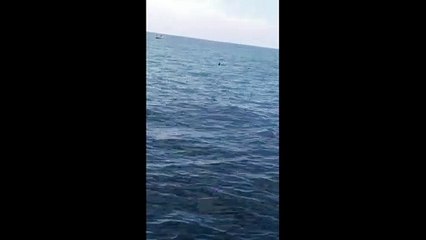 ¡Qué susto! Avistan un tiburón en aguas del sur de Tenerife
