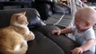 Funny Cats And Babies Playing Together ★ Animals Trolling Babies