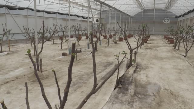Serada incir üretilmesi için yürütülen projede ağaçlar meyve vermeye başladı