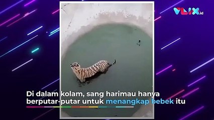 Kocak! Mau Menangkap Bebek, Harimau Ini Malah Dikerjain