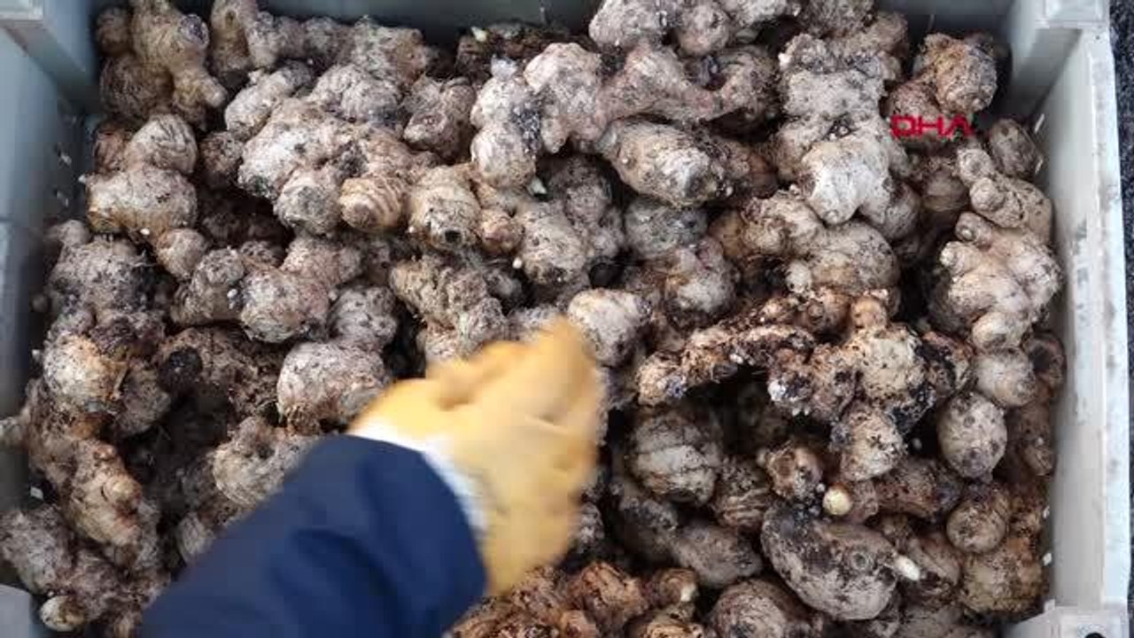 ANTALYA Şifa kaynağı zencefil Muratpaşa'da üretiliyor