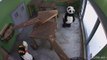 A Panda and Penguin at Edinburgh Zoo enjoy a read of the Edinburgh Evening News yesterday