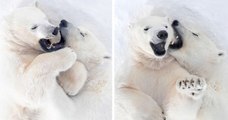 Une ourse polaire et son petit photographiés en train de s'amuser comme des fous