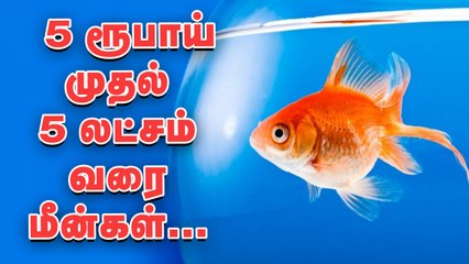 5 ரூபாயில் மீன்கள்...  கொளத்தூர் மீன் மார்க்கெட் விசிட்.. Biggest fish market