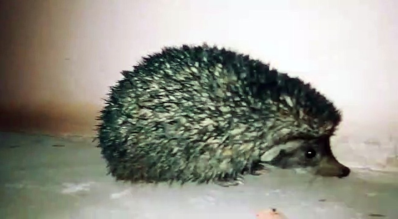 Jaag musa