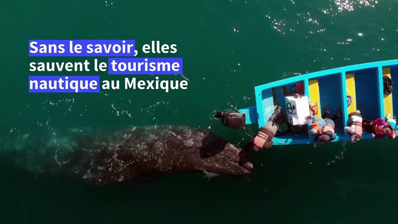 Au Mexique, les baleines grises sauvent le tourisme nautique