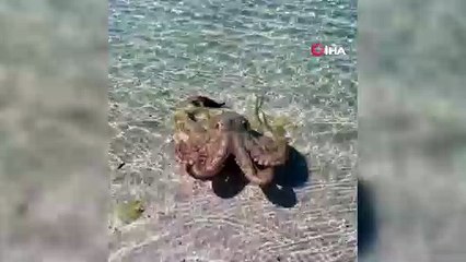 - Avustralya'da yer bilimciye ahtapot saldırısı