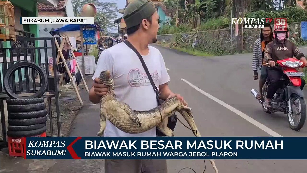 Biawak Masuk Rumah Warga Jebol Plapon