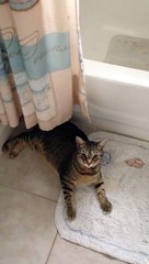 CAT HAVING A GOOD TIME WITH HIS OWNER!