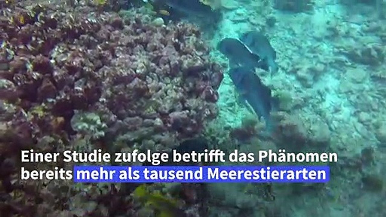 Klimawandel lässt Tierarten näher zu den Polen wandern