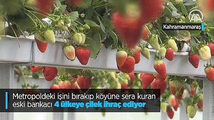 Bankacılığı bırakıp köyüne sera kurdu, 4 ülkeye çilek ihraç ediyor