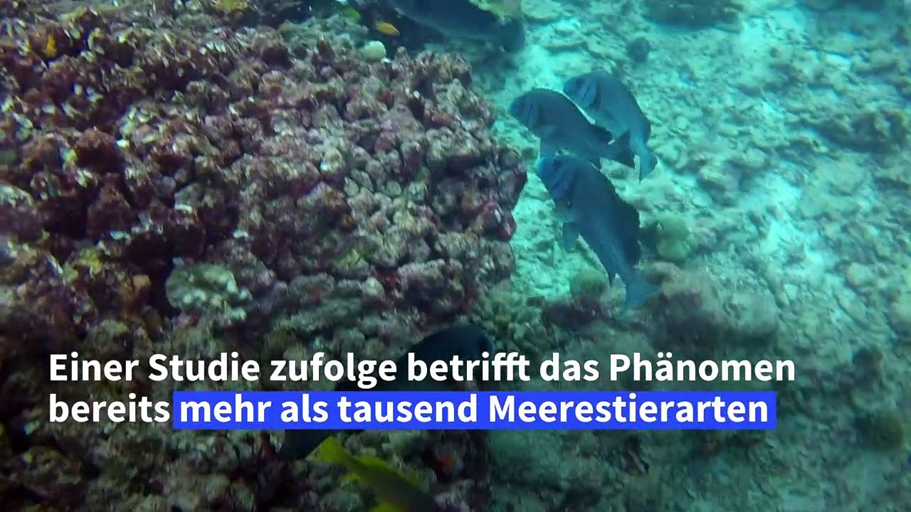 Klimawandel lässt Tierarten näher zu den Polen wandern